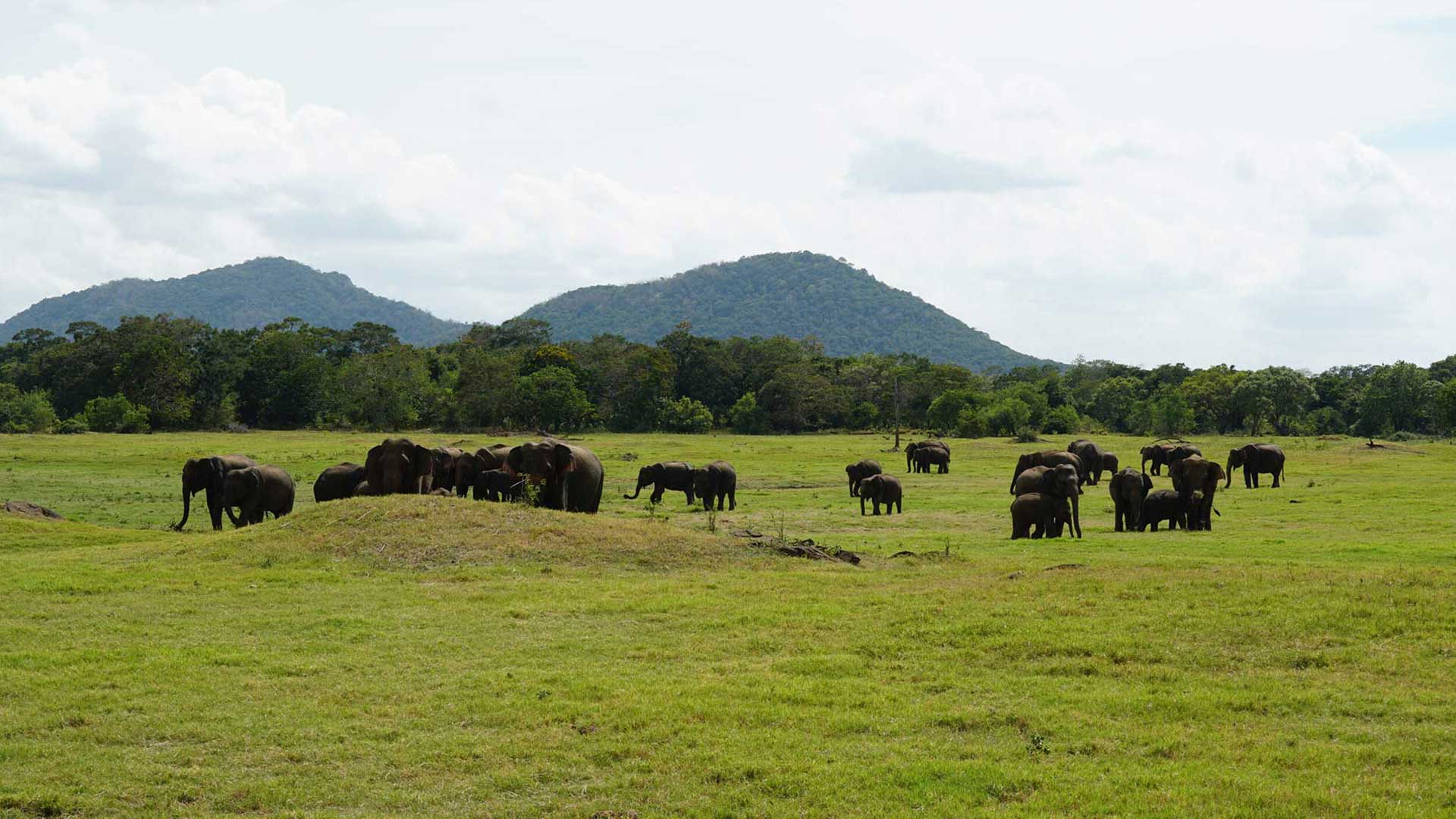 Champion Biodiversity