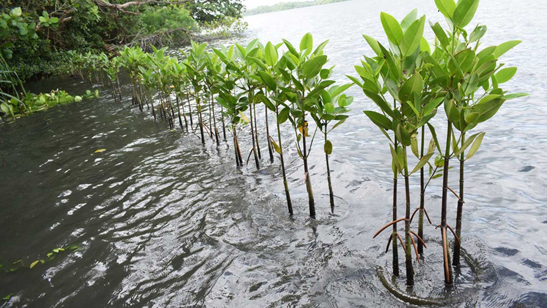 Mangroves in Sri lanka