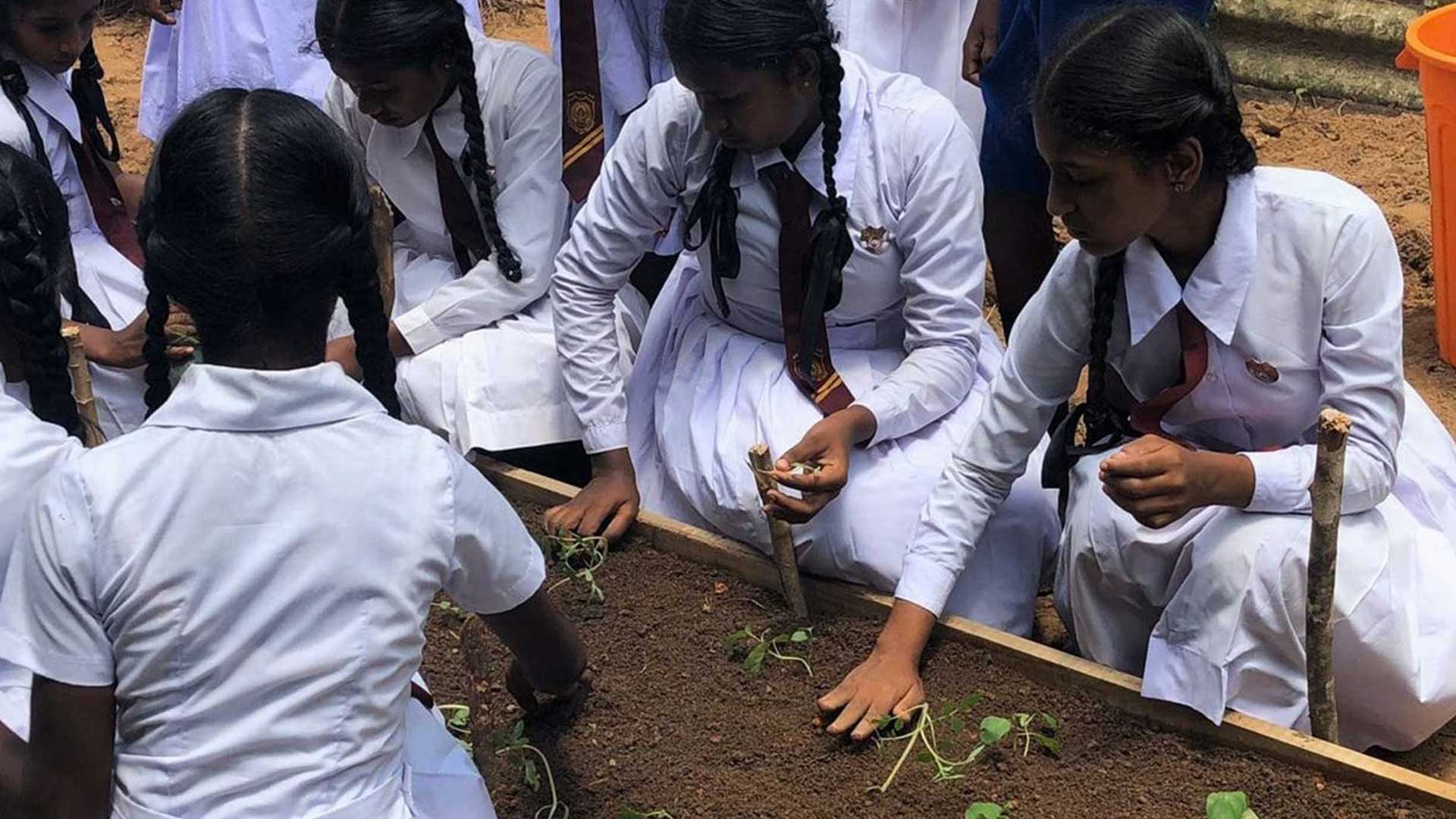 Plantation drive