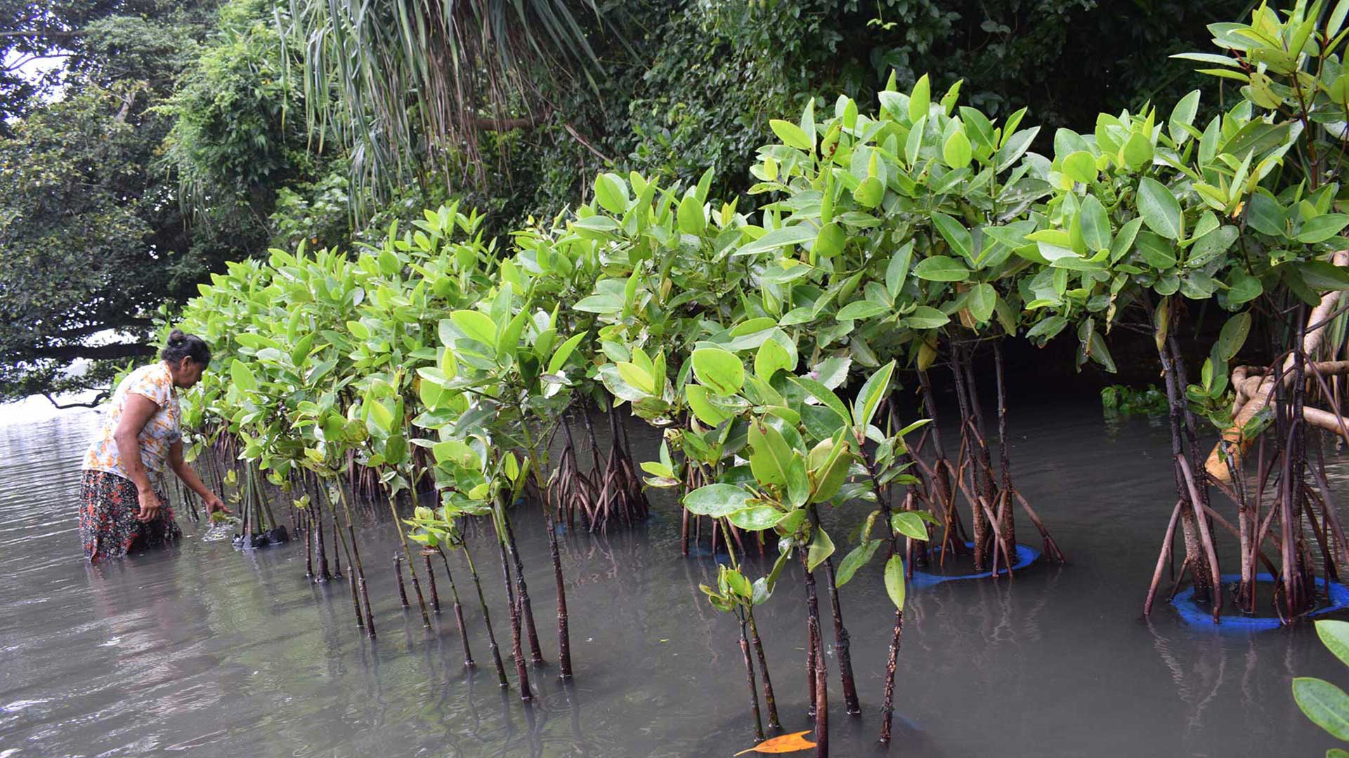 Mangrove vegetation