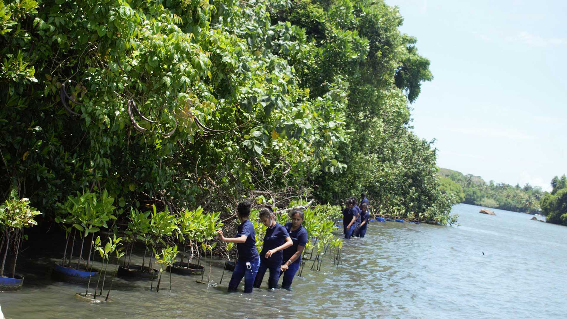 Mangrove restoration by women