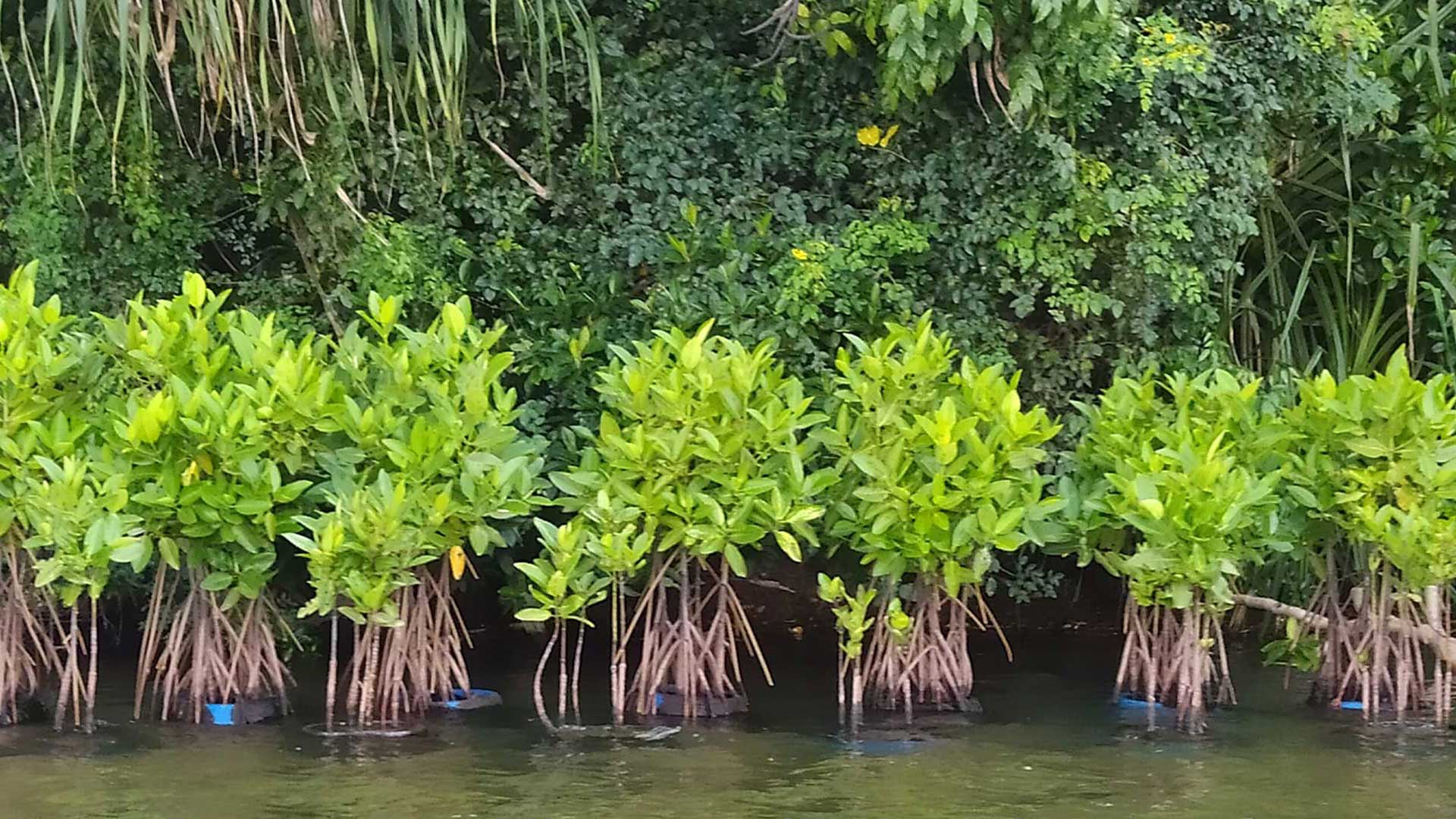 Mangrove restoration